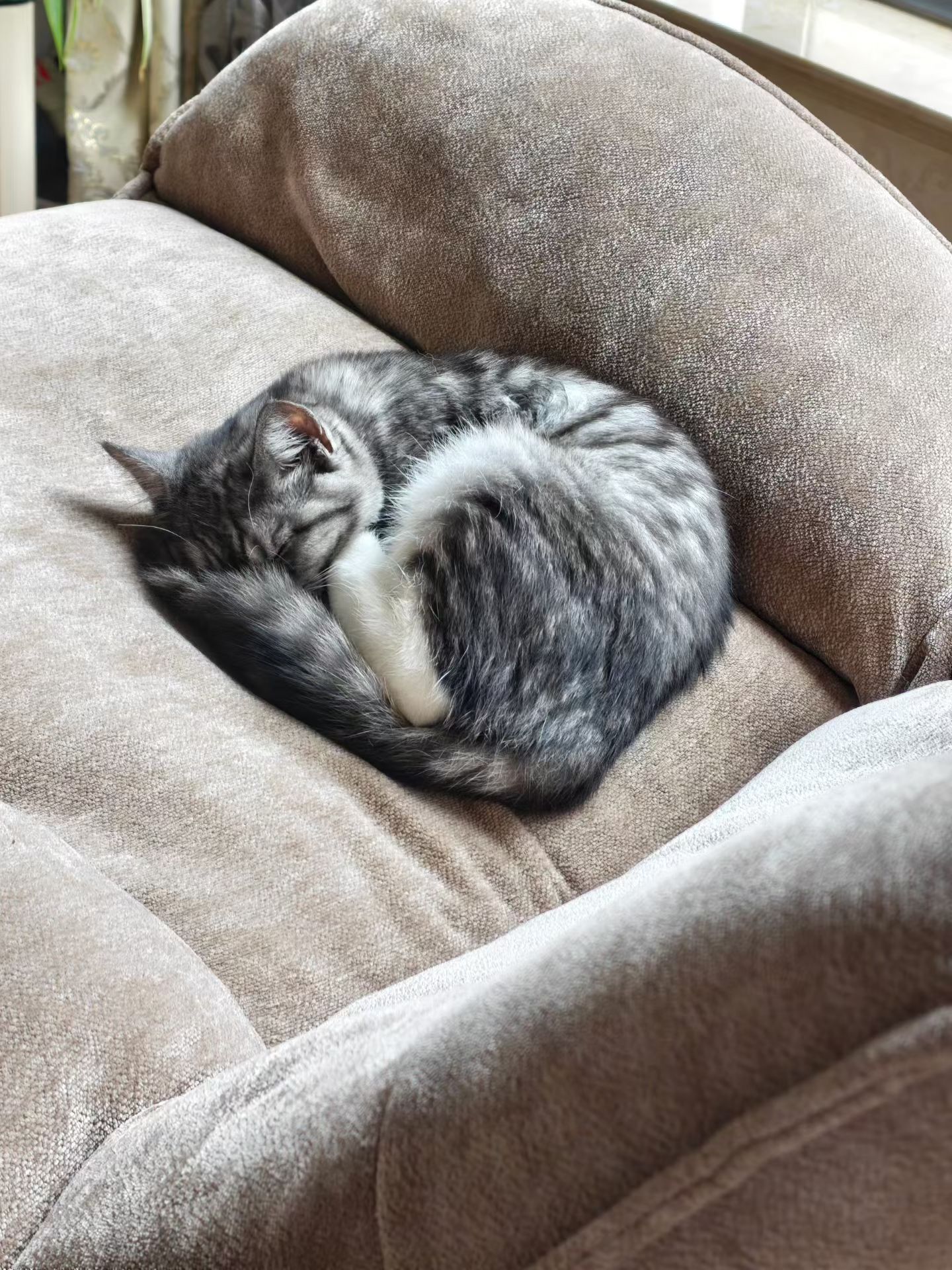 思考猫生的哈基米